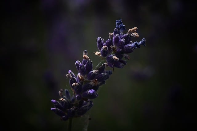 Free download lavender flower plant blossom free picture to be edited with GIMP free online image editor
