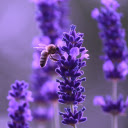 Lavender flowers bee  screen for extension Chrome web store in OffiDocs Chromium