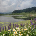 Lavender Flowers by a Lakeside  screen for extension Chrome web store in OffiDocs Chromium