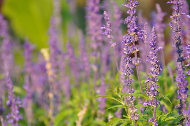 Free download Lavender Flowers Flora -  free photo or picture to be edited with GIMP online image editor