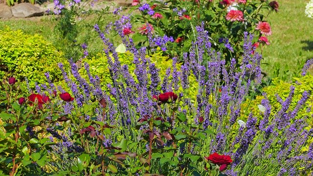 دانلود رایگان Lavender Flowers Garden - عکس یا تصویر رایگان قابل ویرایش با ویرایشگر تصویر آنلاین GIMP