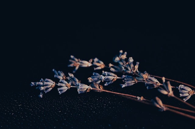 Free download lavender flowers herbs flora free picture to be edited with GIMP free online image editor