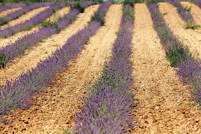 دانلود رایگان عکس مزرعه طبیعت گلهای اسطوخودوس برای ویرایش با ویرایشگر تصویر آنلاین رایگان GIMP
