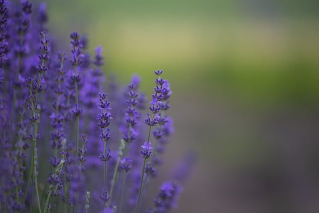 Free download lavender flowers purple flowers free picture to be edited with GIMP free online image editor