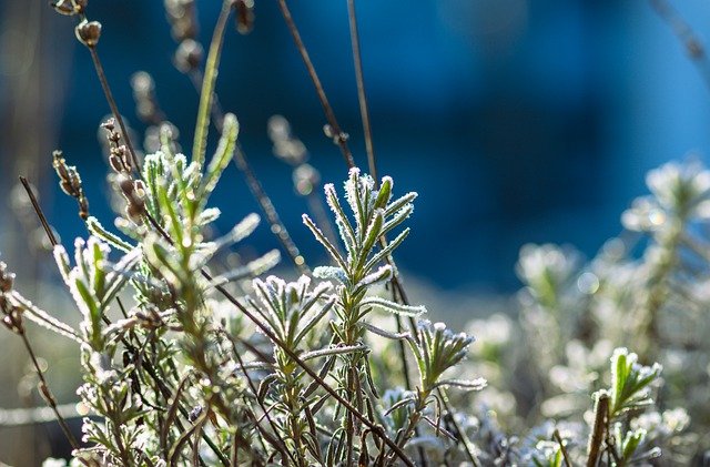 Scarica gratuitamente l'immagine gratuita del giardino invernale con gelo di lavanda da modificare con l'editor di immagini online gratuito GIMP