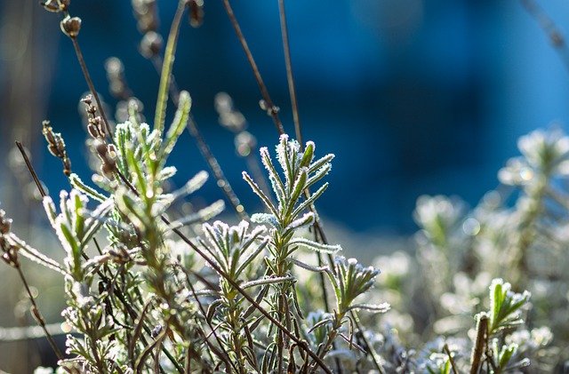 Free download lavender frost winter garden free picture to be edited with GIMP free online image editor