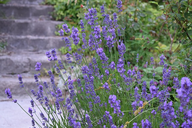 Free download lavender garden lila flowers bi free picture to be edited with GIMP free online image editor