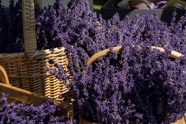 Download gratuito Cesto di erba di lavanda - foto o immagine gratuita da modificare con l'editor di immagini online di GIMP