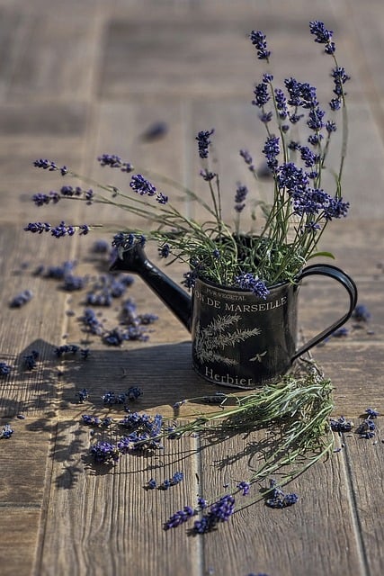 Free download lavender herbs rustic vintage free picture to be edited with GIMP free online image editor