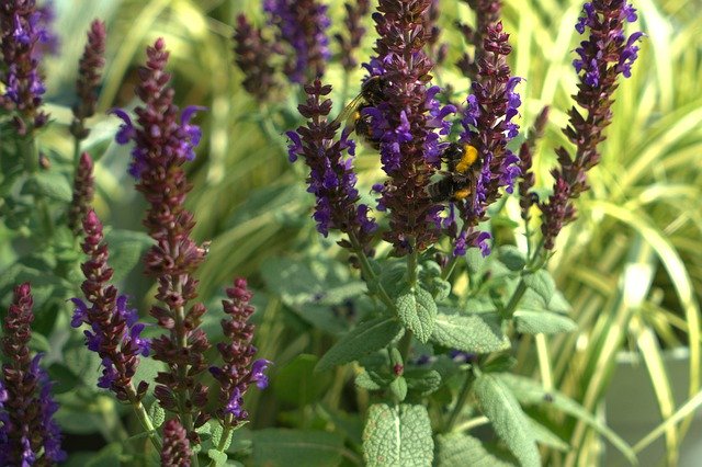 Kostenloser Download Lavendel Hummel Blume - kostenloses Foto oder Bild zur Bearbeitung mit GIMP Online-Bildbearbeitung