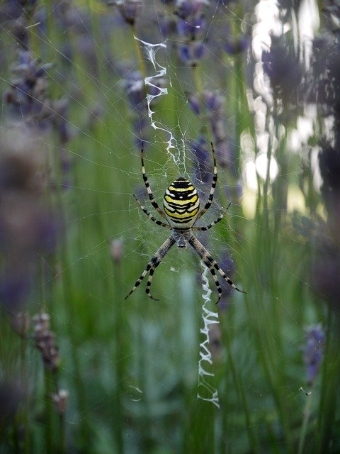Free download Lavender Insect Spider free photo template to be edited with GIMP online image editor