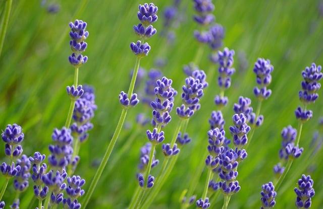 Free download lavender lavandula flower plants free picture to be edited with GIMP free online image editor