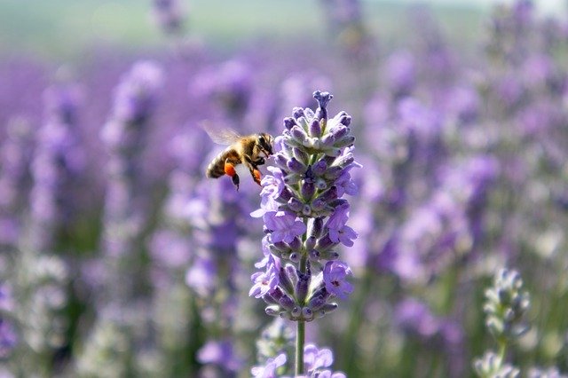 Téléchargement gratuit Lavender Nature Bee - photo ou image gratuite à éditer avec l'éditeur d'images en ligne GIMP