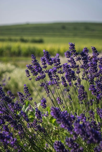 Free download lavender nature flower bloom free picture to be edited with GIMP free online image editor