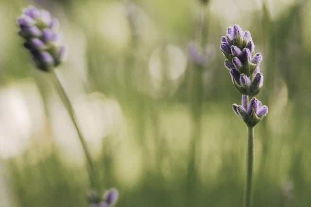 Free download lavender nature flower blossom free picture to be edited with GIMP free online image editor