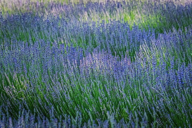 Free download lavender nature flower flora free picture to be edited with GIMP free online image editor