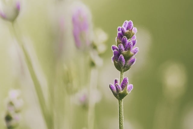 Free download lavender nature flower wallpaper free picture to be edited with GIMP free online image editor
