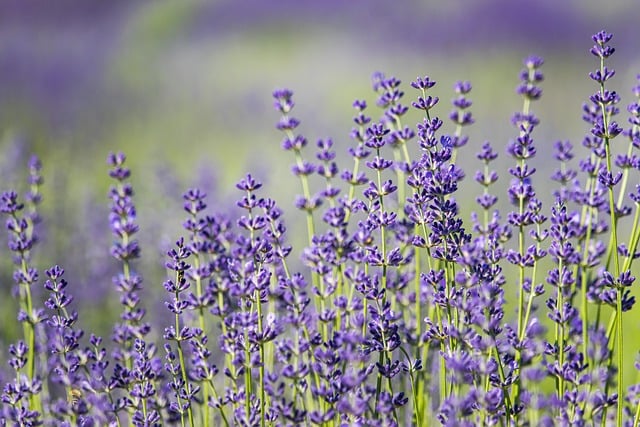 Free download lavender nature purple flowers free picture to be edited with GIMP free online image editor