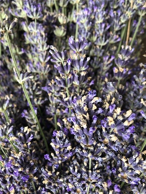 സൗജന്യ ഡൗൺലോഡ് Lavender Nature Summer - GIMP ഓൺലൈൻ ഇമേജ് എഡിറ്റർ ഉപയോഗിച്ച് എഡിറ്റ് ചെയ്യേണ്ട സൗജന്യ ഫോട്ടോയോ ചിത്രമോ