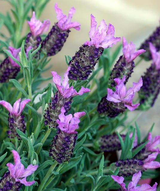 Free download lavender petals herbs cup lavender free picture to be edited with GIMP free online image editor