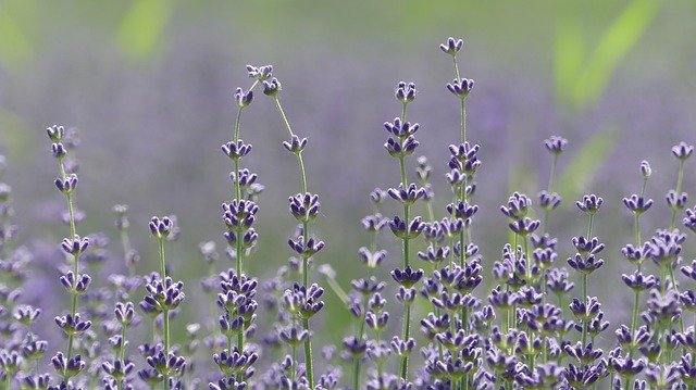 Free download Lavender Plant Flora -  free photo or picture to be edited with GIMP online image editor