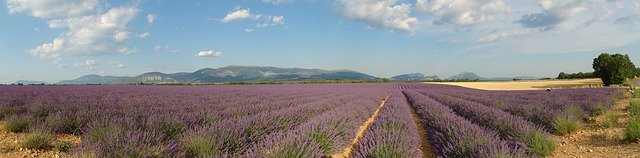 Download gratuito Lavender Provence Violet - foto o immagine gratuita da modificare con l'editor di immagini online GIMP