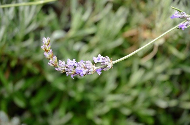 Descarga gratuita Lavender Purple Flower - foto o imagen gratuita para editar con el editor de imágenes en línea GIMP