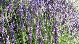 Free download Lavender Purple Flowers -  free photo or picture to be edited with GIMP online image editor