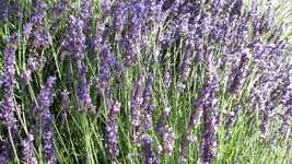 הורדה חינם Lavender Purple Flowers - תמונה או תמונה בחינם לעריכה עם עורך התמונות המקוון GIMP