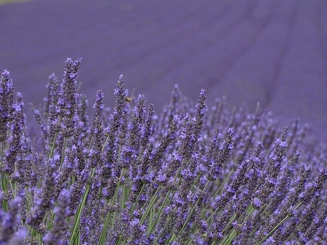 Free download Lavender Purple Provence free photo template to be edited with GIMP online image editor