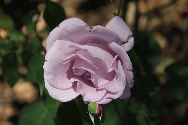 Free download Lavender Rose Garden -  free photo or picture to be edited with GIMP online image editor