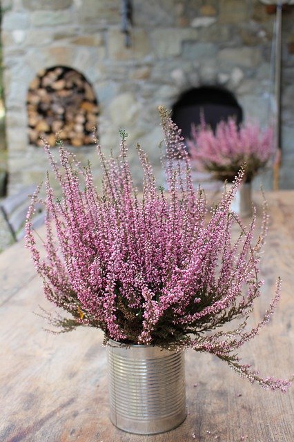 دانلود رایگان Lavender Rustic Tuscany - عکس یا تصویر رایگان قابل ویرایش با ویرایشگر تصویر آنلاین GIMP