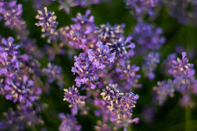 Muat turun percuma Lavender Summer Garden - foto atau gambar percuma untuk diedit dengan editor imej dalam talian GIMP