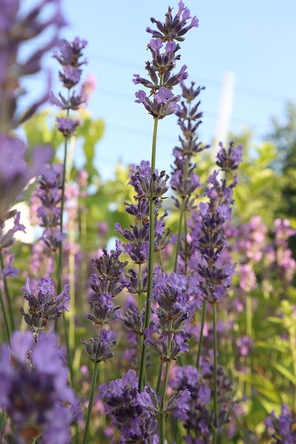 Free picture Lavender Summer Purple -  to be edited by GIMP free image editor by OffiDocs