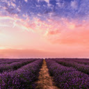 Lavender Sunset Dream  screen for extension Chrome web store in OffiDocs Chromium Lavender Sunset Dream  screen for extension Chrome web store in OffiDocs Chromium