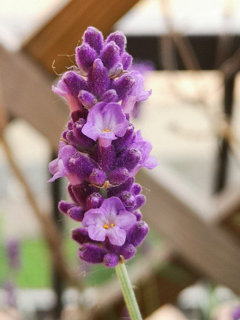 Безкоштовно завантажити Lavender Violet Perfume - безкоштовне фото або зображення для редагування за допомогою онлайн-редактора зображень GIMP