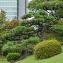 Lawn and trees  screen for extension Chrome web store in OffiDocs Chromium