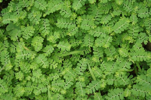 Free download Lawn Green -  free photo or picture to be edited with GIMP online image editor