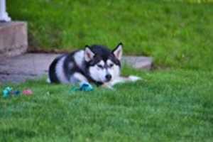 Free picture Lawn Husky to be edited by GIMP online free image editor by OffiDocs