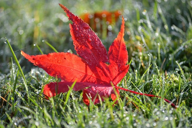 Free download lawn red maple maple maple leaf free picture to be edited with GIMP free online image editor