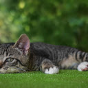 Lazy cat  screen for extension Chrome web store in OffiDocs Chromium