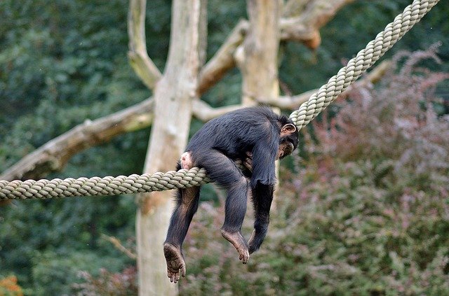 Scarica gratuitamente Lazy Monkey Zoo: foto o immagine gratuita da modificare con l'editor di immagini online GIMP
