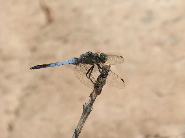 Free download Lbélula Blue Orthetrum Cancellatum -  free photo or picture to be edited with GIMP online image editor