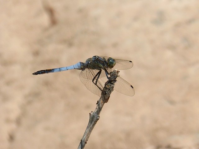 Bezpłatne pobieranie Lbélula Blue Orthetrum Cancellatum - bezpłatne zdjęcie lub obraz do edycji za pomocą internetowego edytora obrazów GIMP