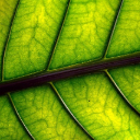 LEAF 2 Theme  screen for extension Chrome web store in OffiDocs Chromium