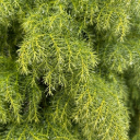 LEAF 4 Theme  screen for extension Chrome web store in OffiDocs Chromium