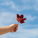 Leaf and sky  screen for extension Chrome web store in OffiDocs Chromium