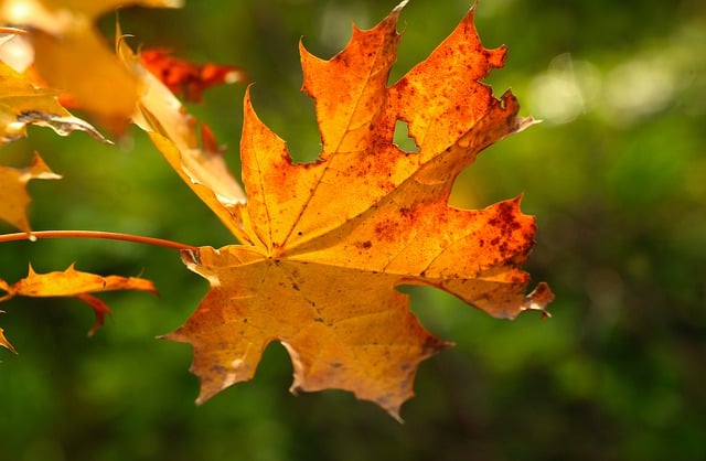 Free download leaf autumn clone foliage botany free picture to be edited with GIMP free online image editor