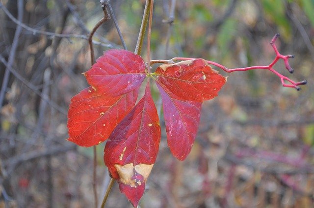 Free download Leaf Autumn Coloring -  free photo or picture to be edited with GIMP online image editor