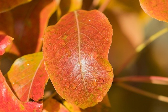 Free download Leaf Autumn Colors -  free photo or picture to be edited with GIMP online image editor